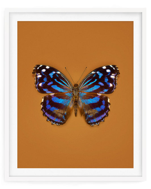 Mexican Bluewing (Myscelia Ethusa)