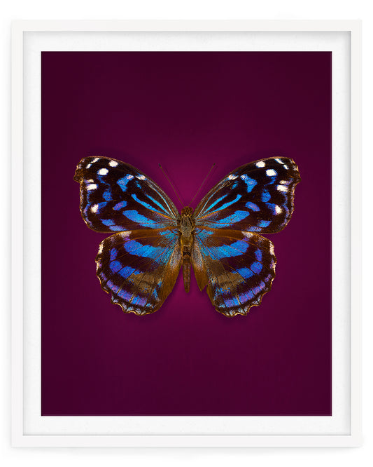 Mexican Bluewing (Myscelia ethusa)