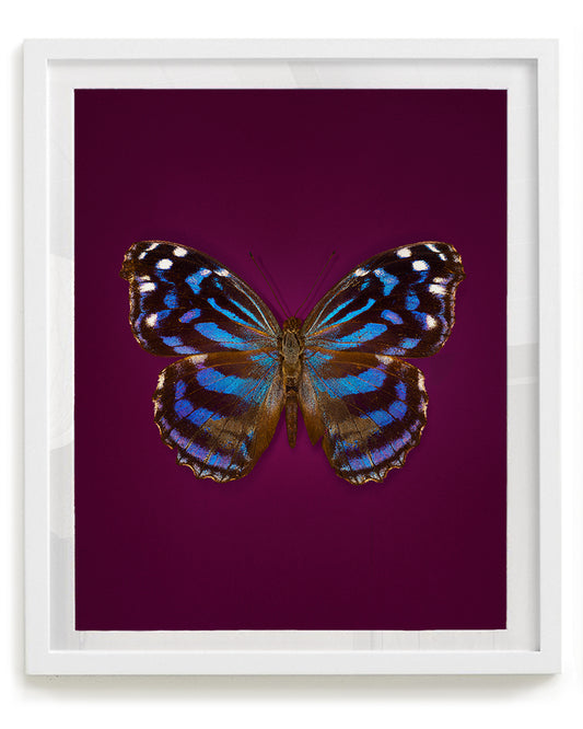 Mexican Bluewing (Myscelia ethusa)