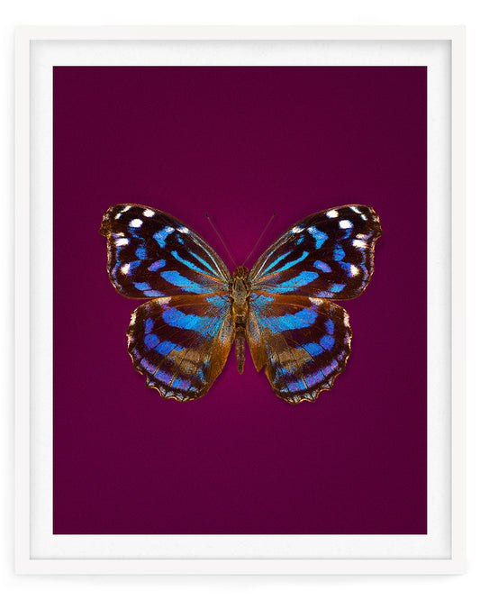 Mexican Bluewing (Myscelia Ethusa)