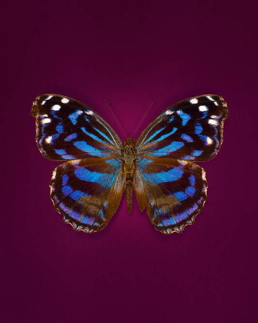 Mexican Bluewing (Myscelia ethusa)