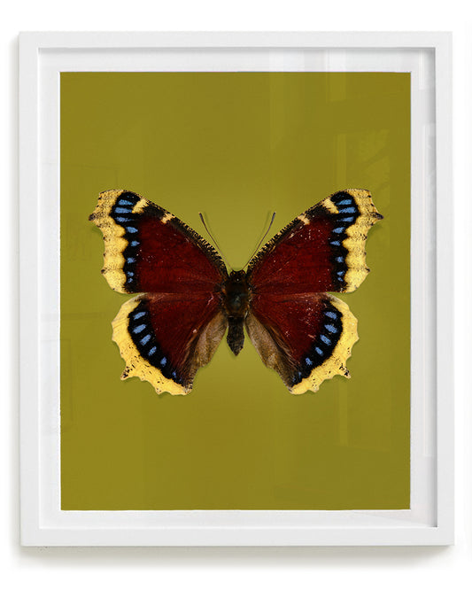 Mourning Cloak (Nymphalis antiopa)
