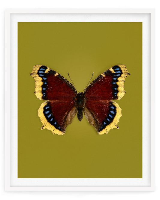 Mourning Cloak (Nymphalis Antiopa)