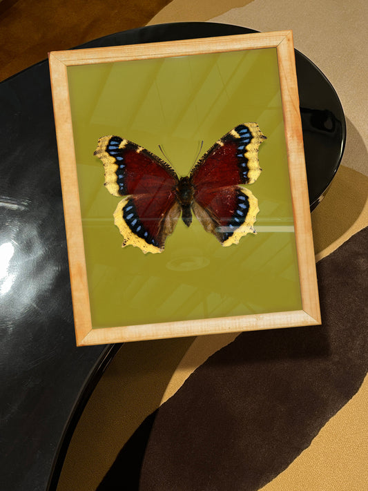 Mourning Cloak (Nymphalis antiopa)