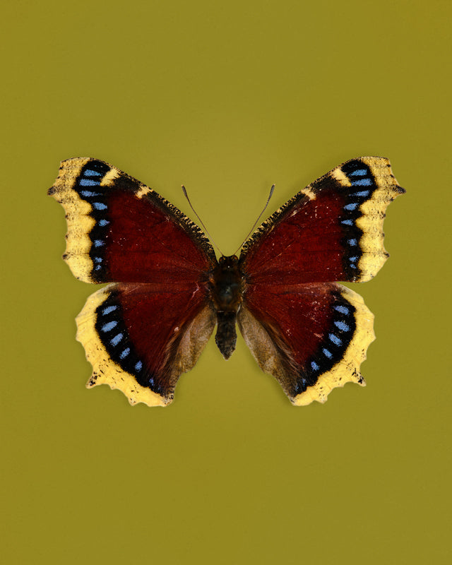 Mourning Cloak (Nymphalis Antiopa)