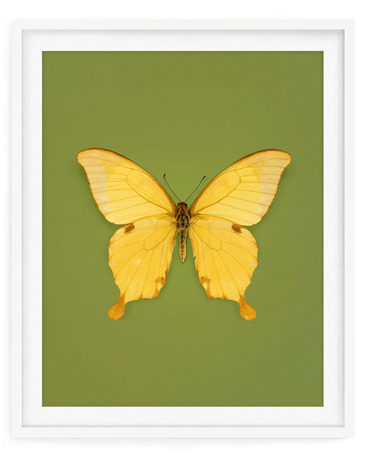 Noble (Papilio Nobilis)