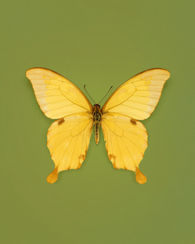 Noble (Papilio Nobilis)