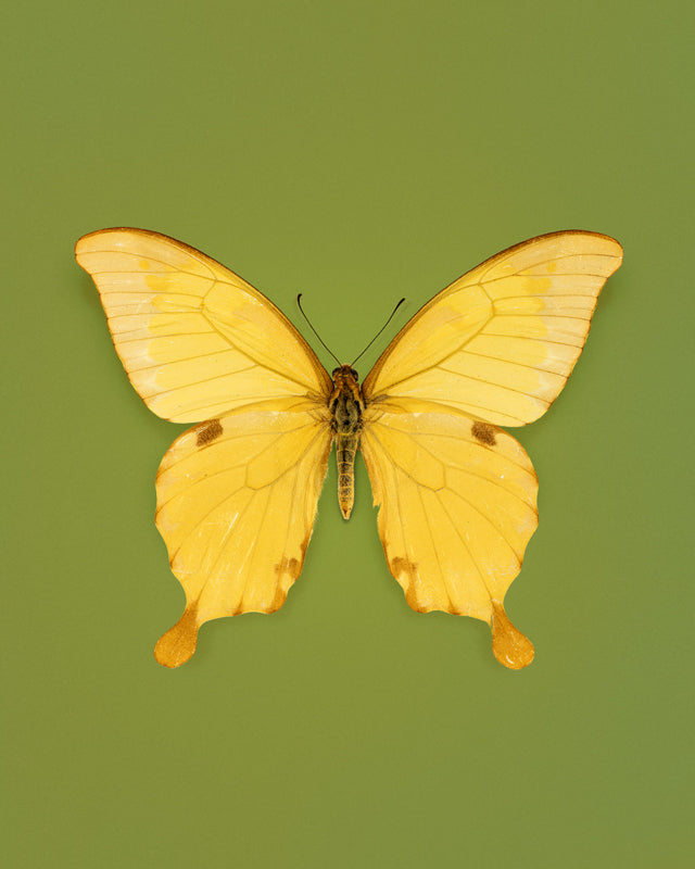 Noble (Papilio nobilis)