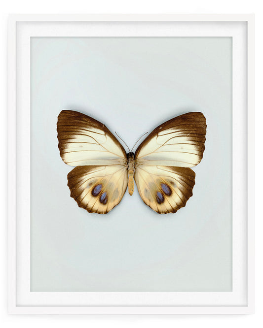 Palmfly (Elymnias Agondas)