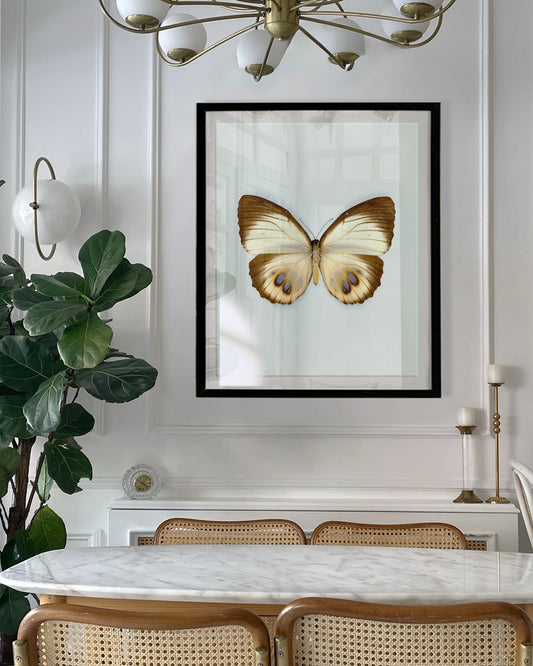 Palmfly (Elymnias agondas)