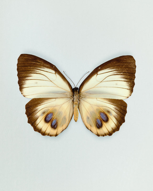 Palmfly (Elymnias agondas)