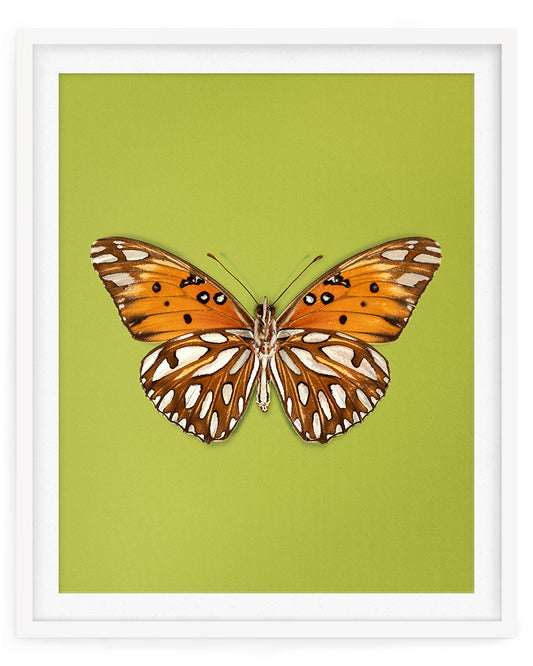 Passion (Gulf fritillary)