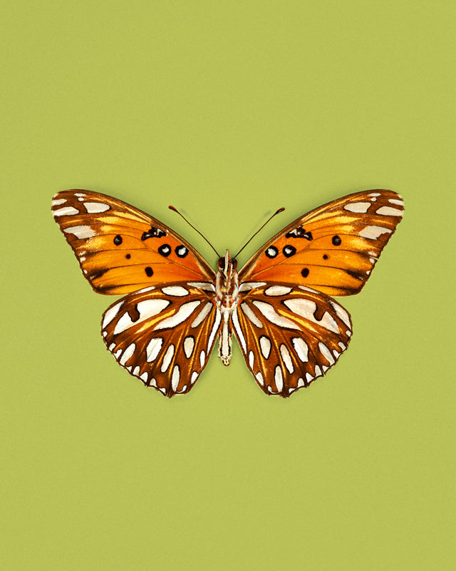 Passion (Gulf Fritillary)