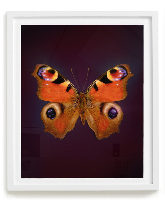 Peacock (Aglais io)