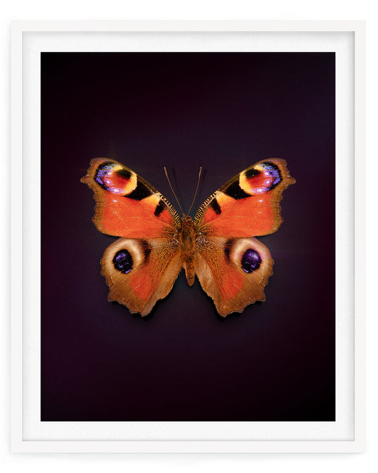 Peacock (Aglais Io)