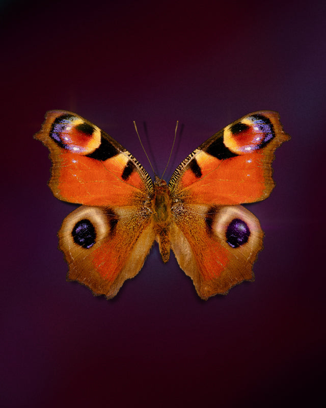 Peacock (Aglais io)