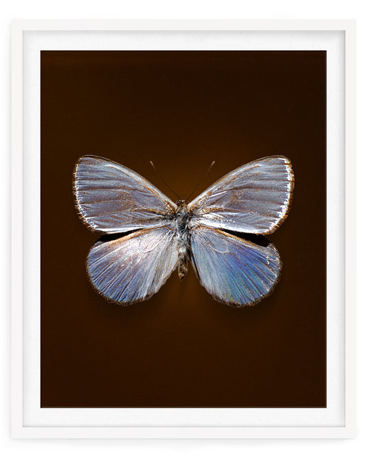 Silver Dark (Argyrophorus argenteus)