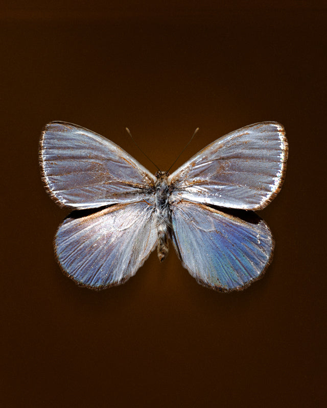 Silver Dark (Argyrophorus argenteus)