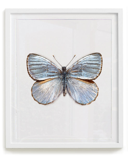Silver Light (Argyrophorus argenteus)