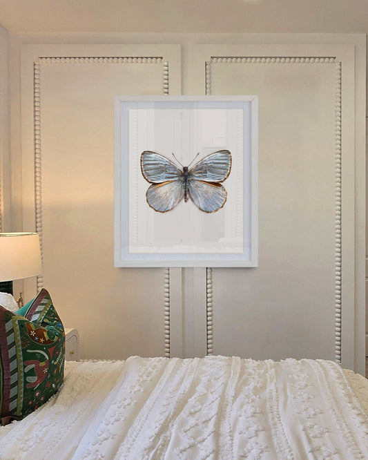 Silver Light (Argyrophorus argenteus)