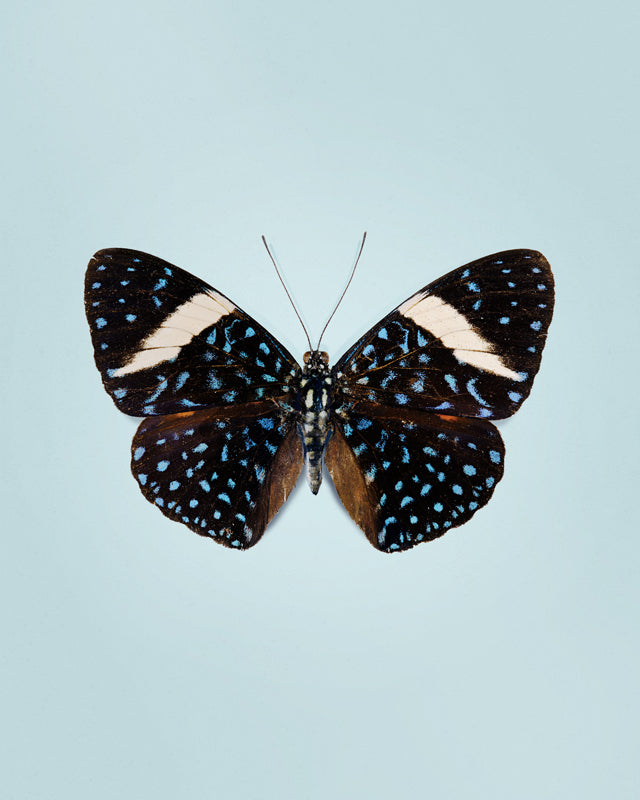 Starry Night (Hamadryas laodamia)