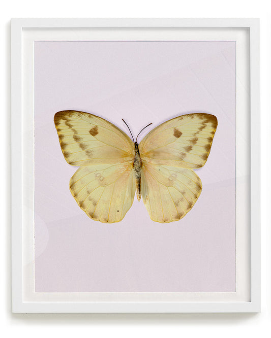 Sulphur (Phoebis agarithe)