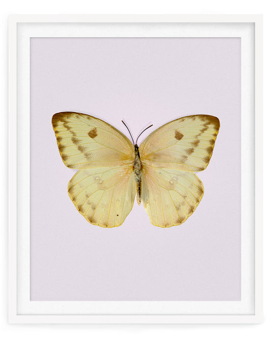 Sulphur (Phoebis agarithe)