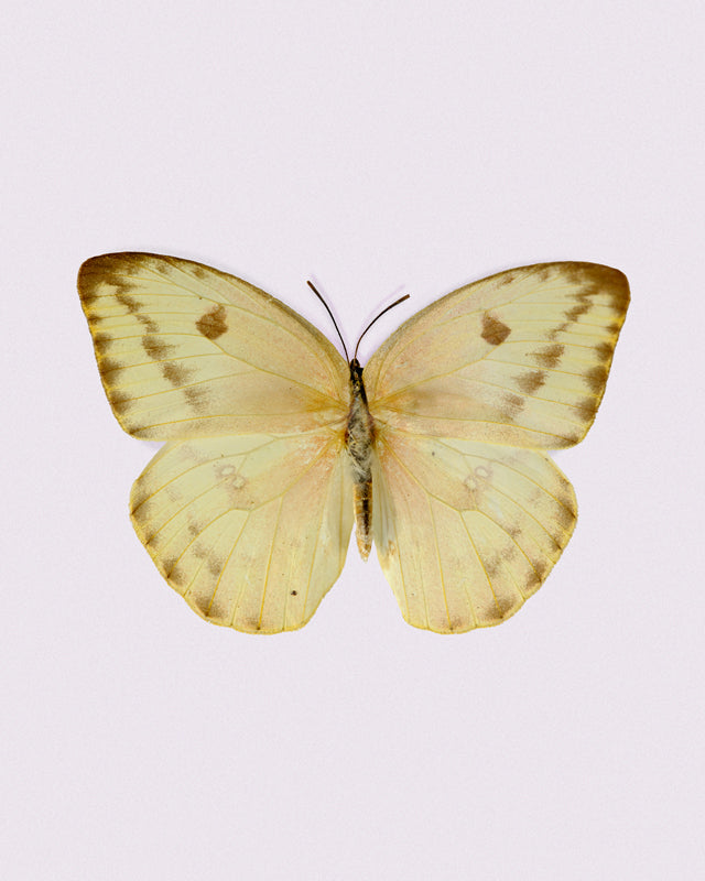 Sulphur (Phoebis Agarithe)