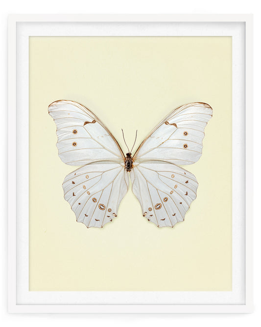 White Morpho (Morpho polyphemus)