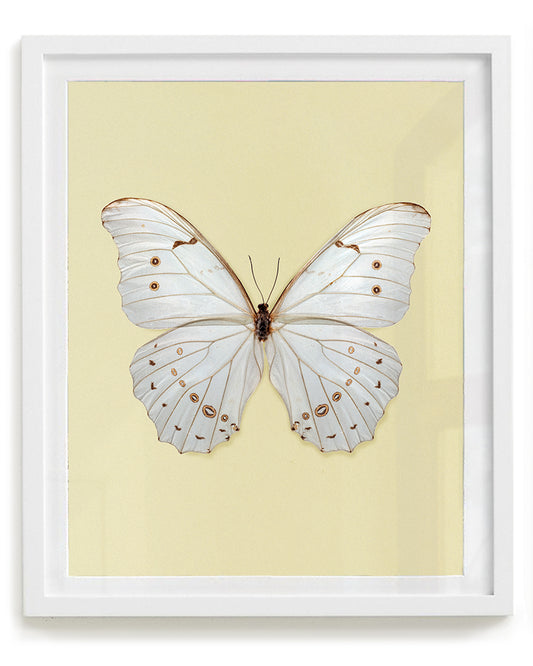 White Morpho (Morpho polyphemus)