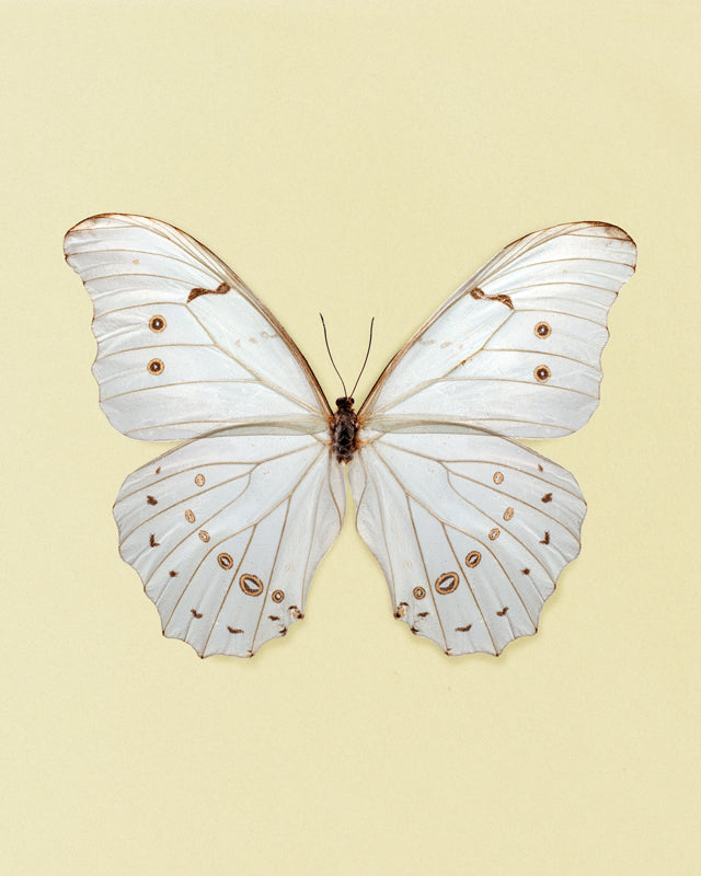 White Morpho (Morpho polyphemus)