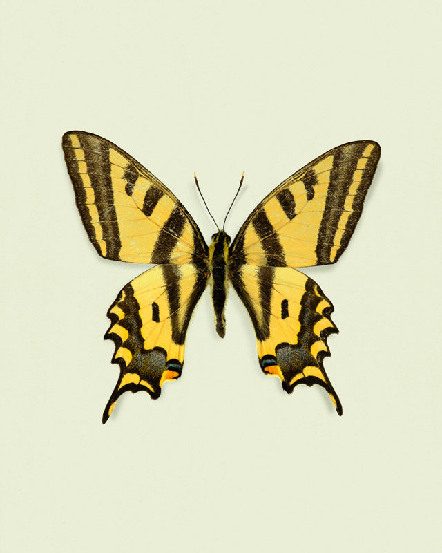 Yellowtail (Papilio Alexandor)