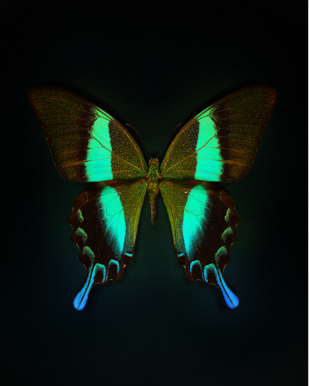Blume's (Papilio blumei)
