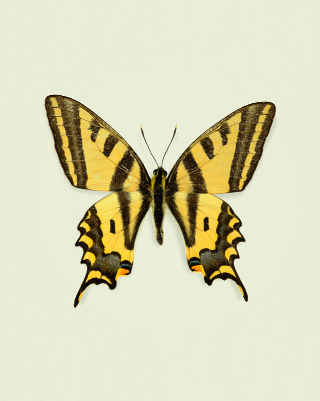 Yellowtail (Papilio Alexandor)