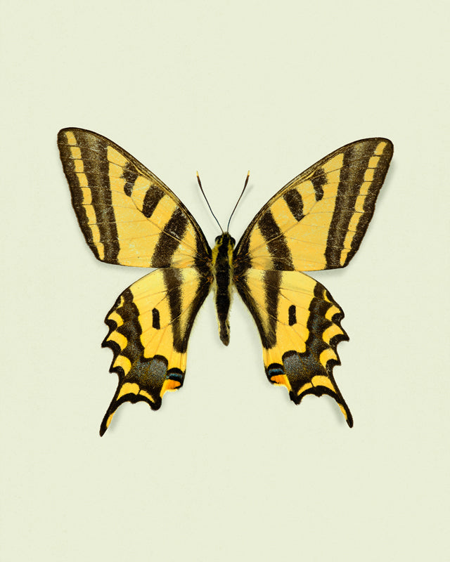 Yellowtail (Papilio alexanor)