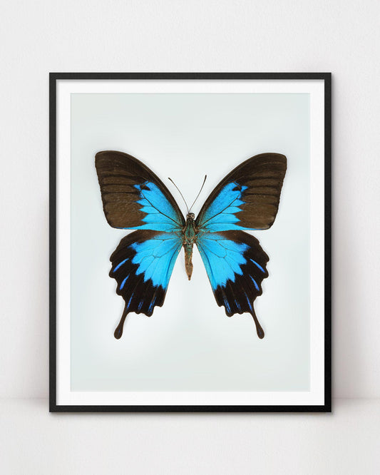 Blue (Papilio Ulysses) Vertical