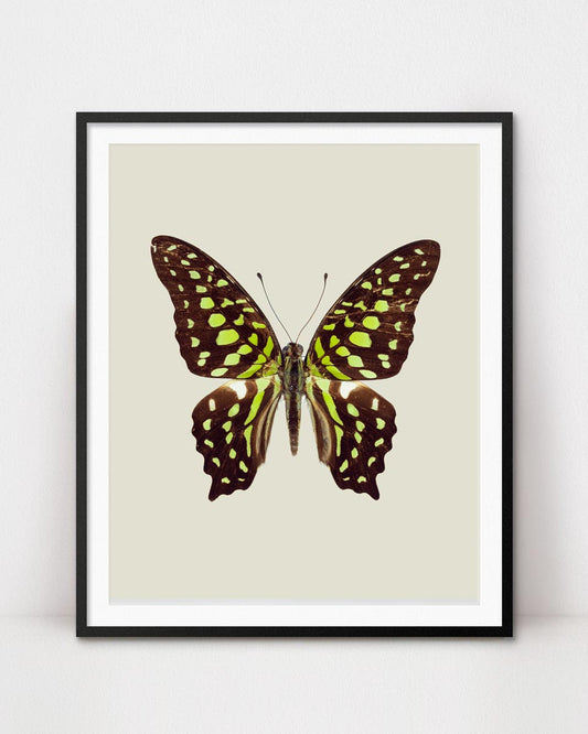 Chartreuse (Graphium Agamemnon) Vertical
