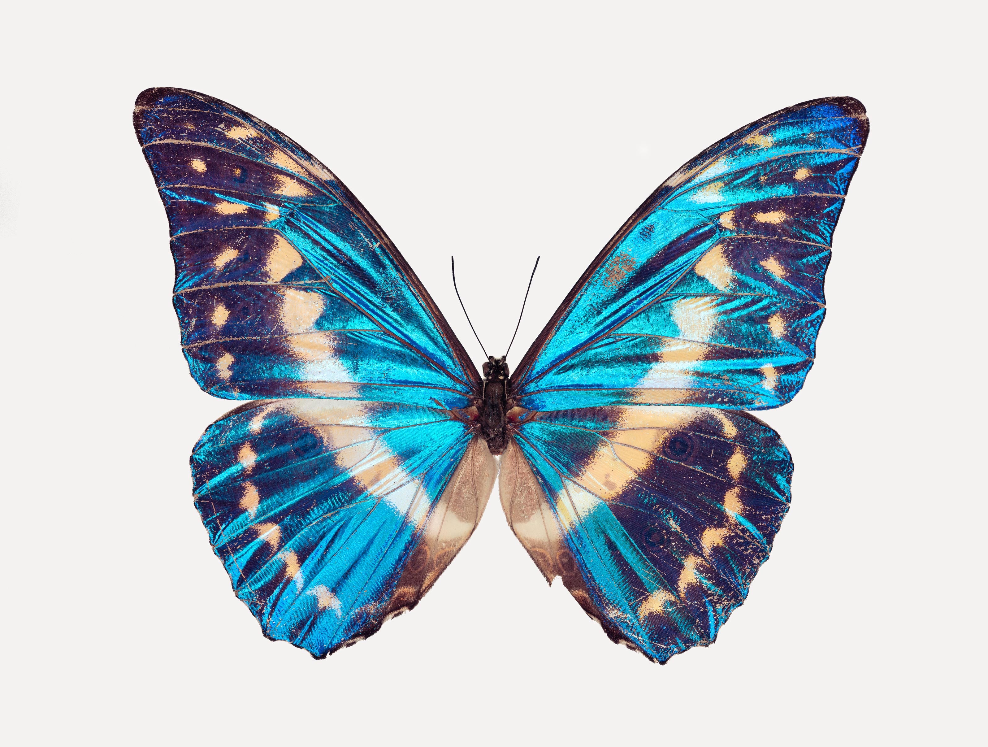Cobalt Morpho (Morpho Cypris) | Guimuse Butterfly Prints 🦋