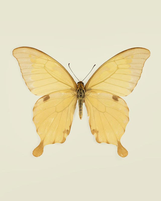 Mellow Swan (Papilio Nobilis) Vertical
