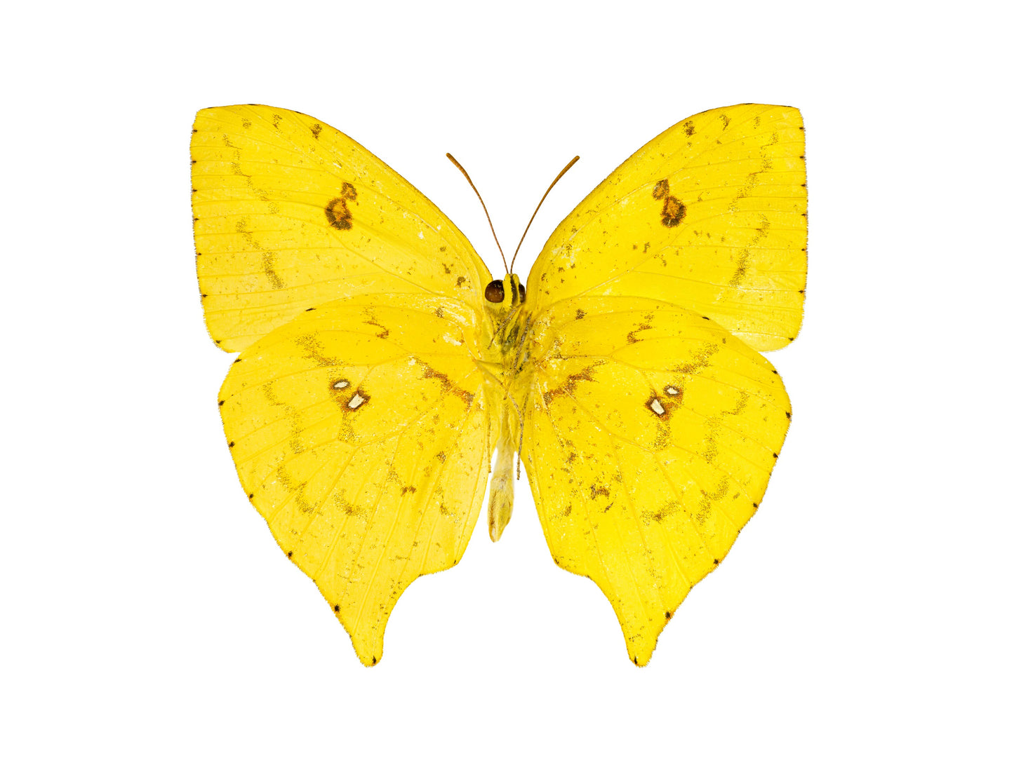 Plantain (Phoebis Philea)