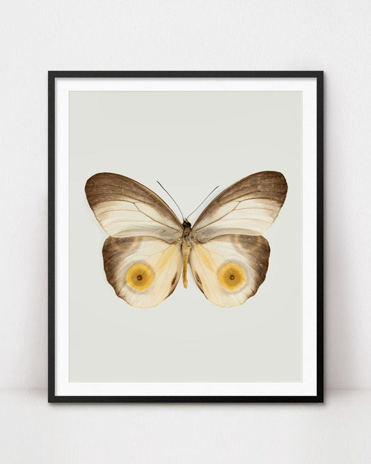 Warm Cotton (Taenaris Catops) Vertical