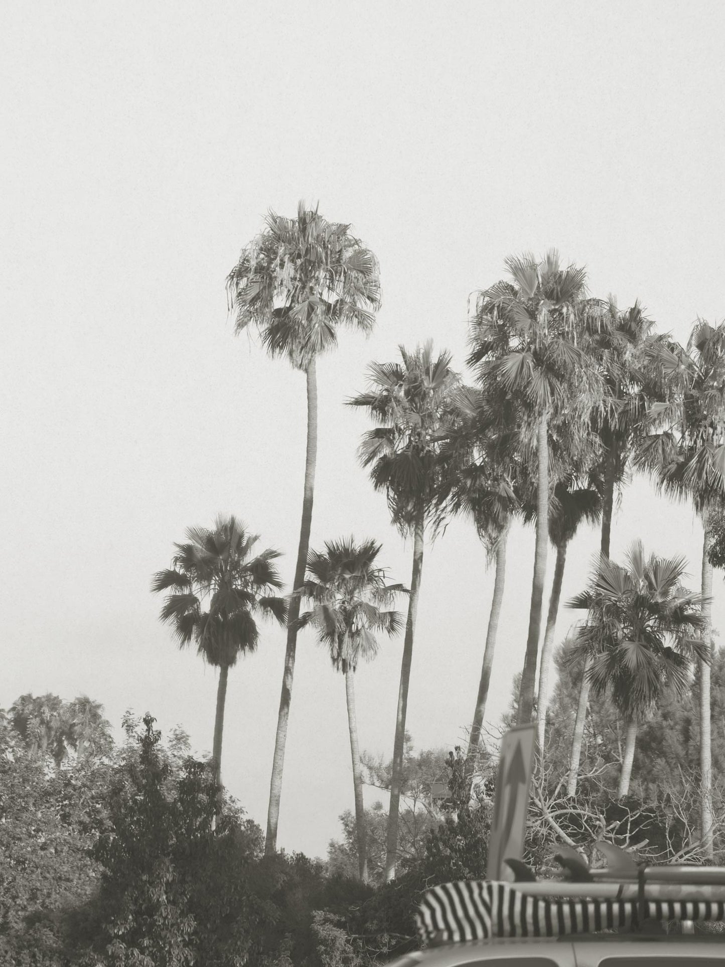 PCH Palm Trees