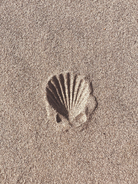 Scallop Shadow