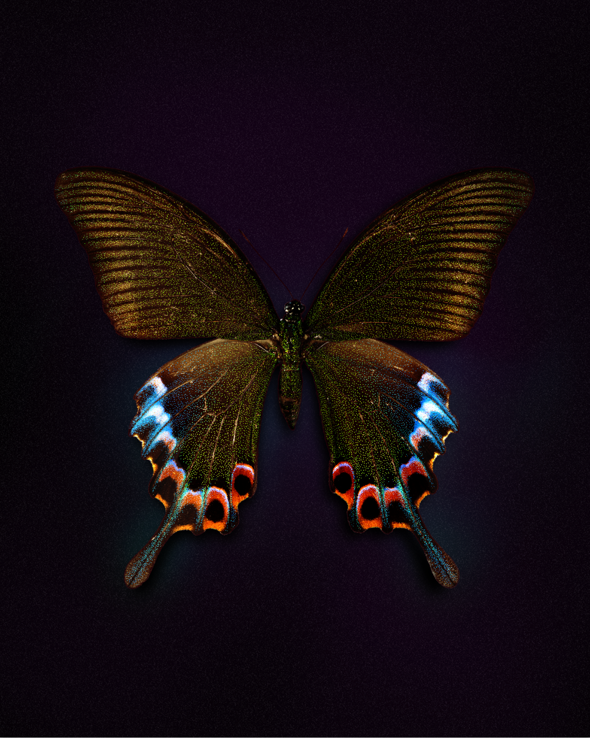 Cleo (Papilio bianor)