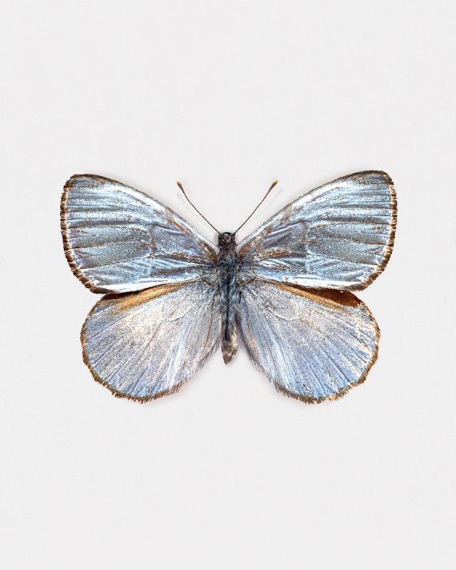 Silver Light (Argyrophorus Argenteus)