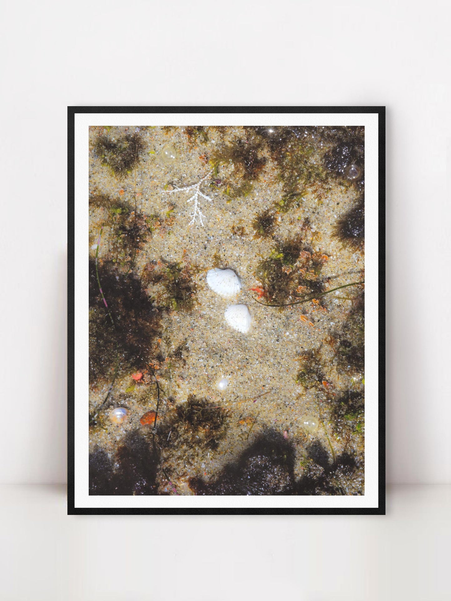 Sunken Treasure Ivory