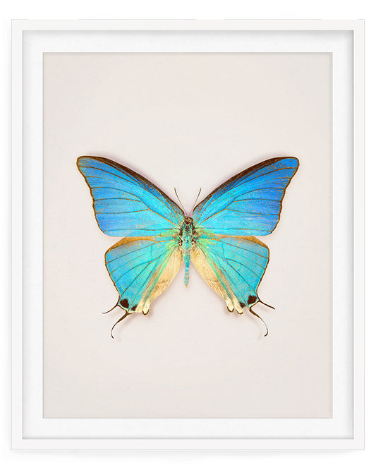 Cambridge (Pseudolycaena Marsyas)