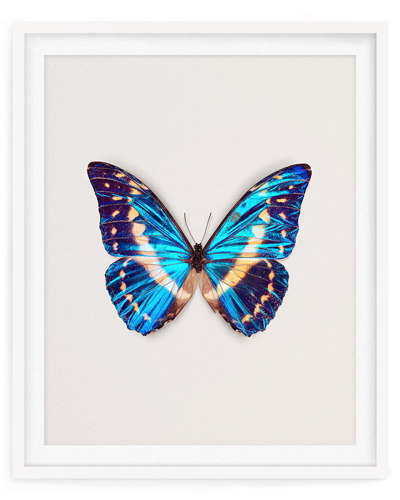 Cobalt (Morpho Cypris)