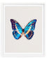 Cobalt (Morpho Cypris)