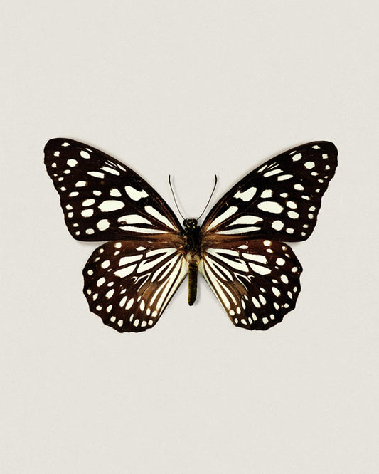 Blue Tiger (Tirumala Limniace)
